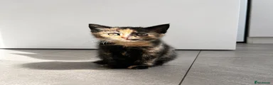 Tortoiseshell Female Kitten