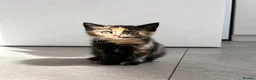 Domestic Shorthair cats for sale: 3 Adorable Female Kittens Ready Soon - Advert 7