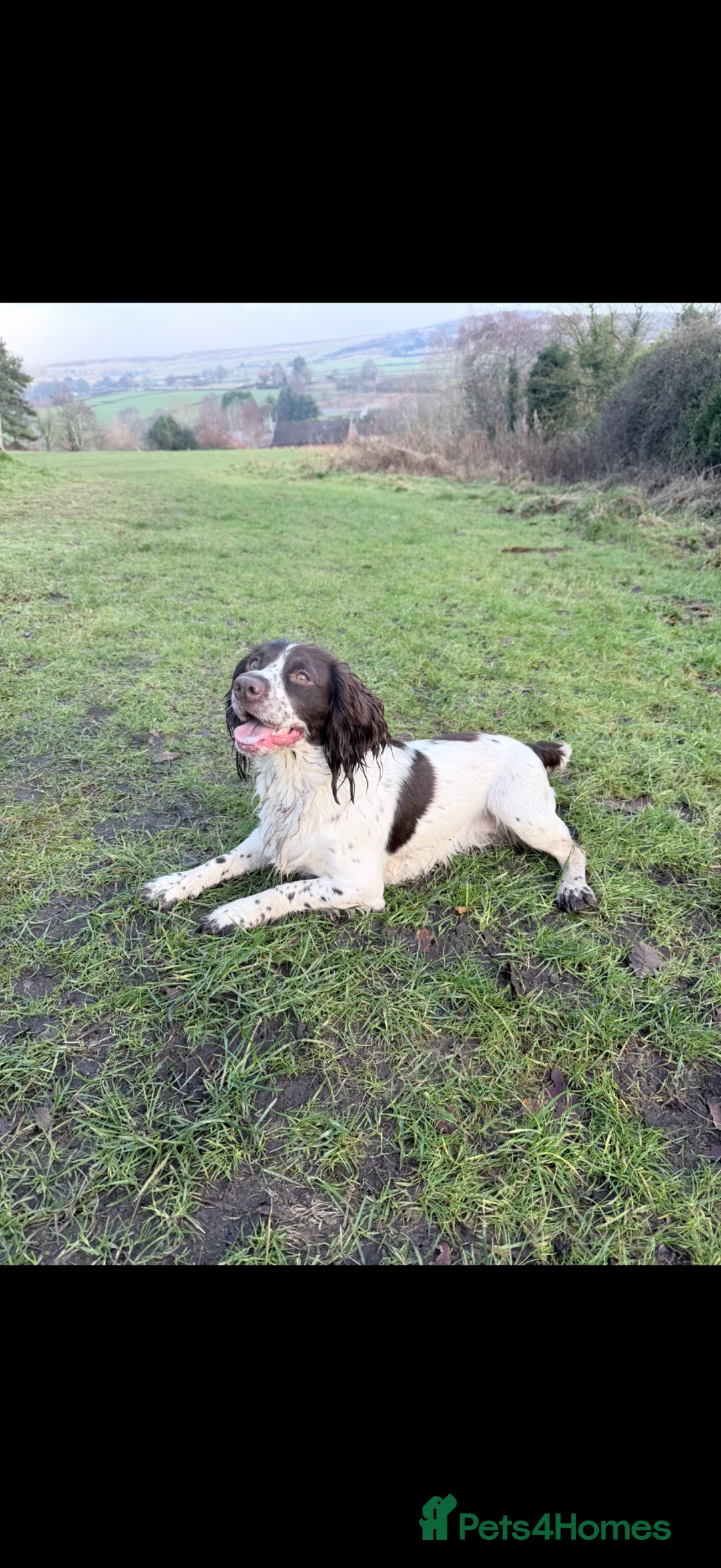 Cocker Spaniel dogs for sale: Cocker spaniel puppies  - Advert 1