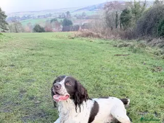 Cocker Spaniel dogs Cocker spaniel puppies - Advert 2
