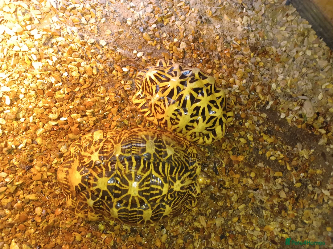 Tortoise reptiles for sale: ADULT PAIR OF INDIAN STAR TORTOISES UNRELATED  - Advert 3