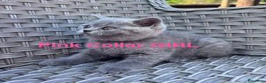 Pink Collar Girl 