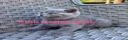 British Shorthair cats for sale: GCCF British Short Hair Kittens Blue  - Advert 3