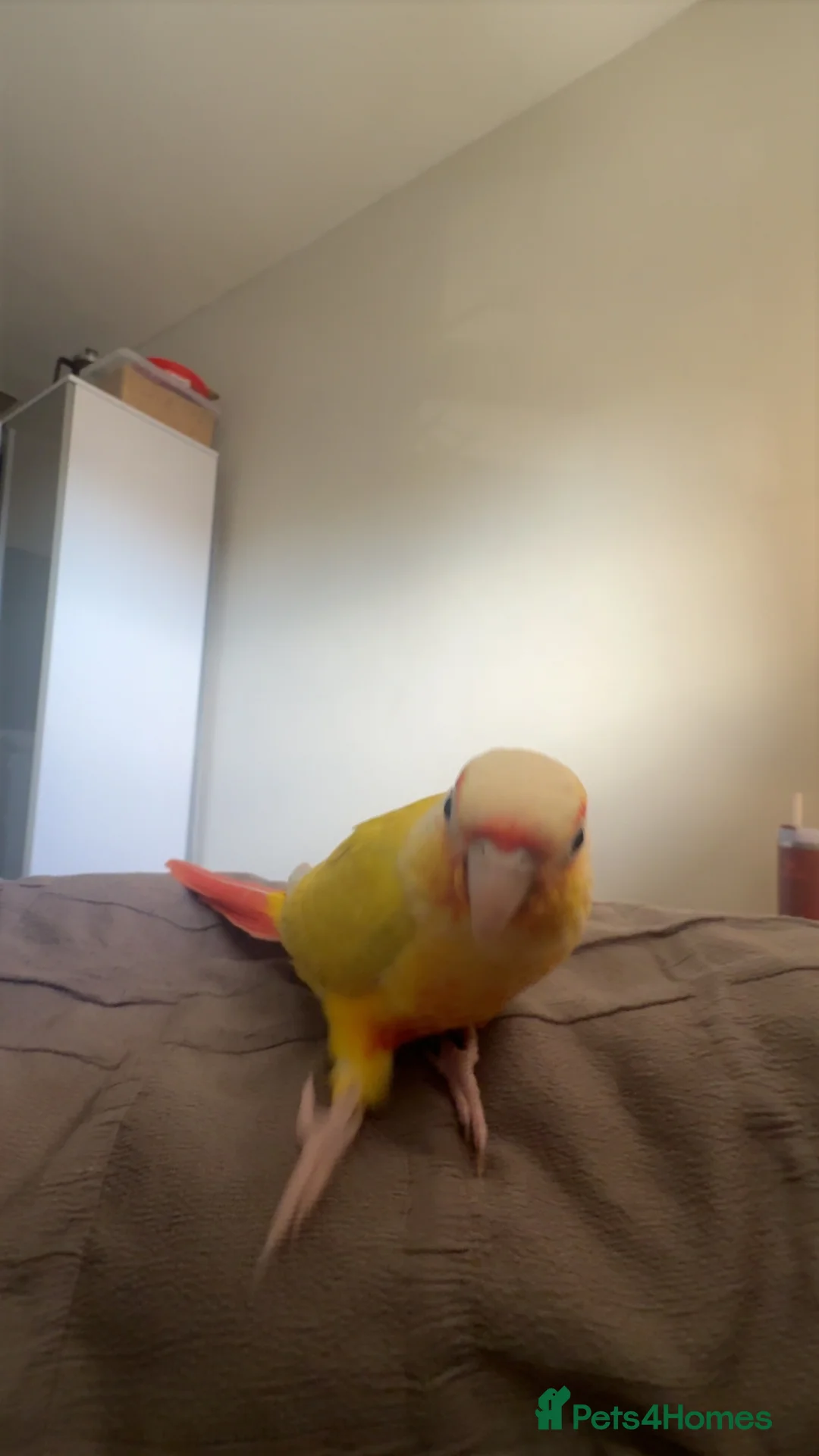 Conures birds for sale: Suncheek conure  in Hartlepool - Advert 7
