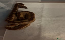 Boa Snake reptiles for sale: Boa constrictor  - Image 1