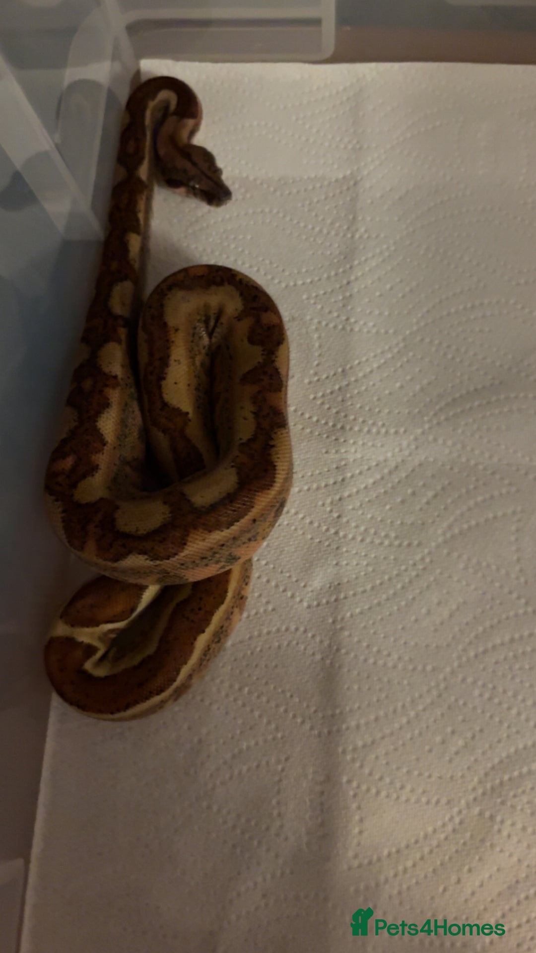 Boa Snake reptiles for sale: Boa constrictor  - Image 1