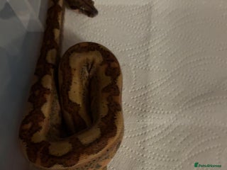 Boa Snake reptiles - Advert 2