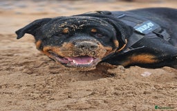 Rottweiler dogs for stud: Rottweiler Stud KC REGISTERED  in Buckingham - Image 5