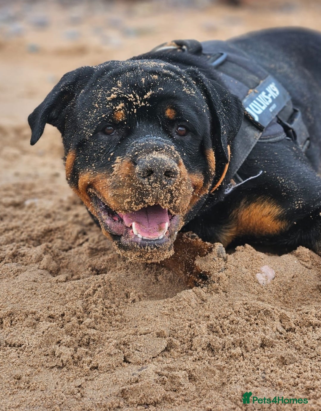 Rottweiler dogs for stud: Rottweiler Stud KC REGISTERED  in Buckingham - Image 5