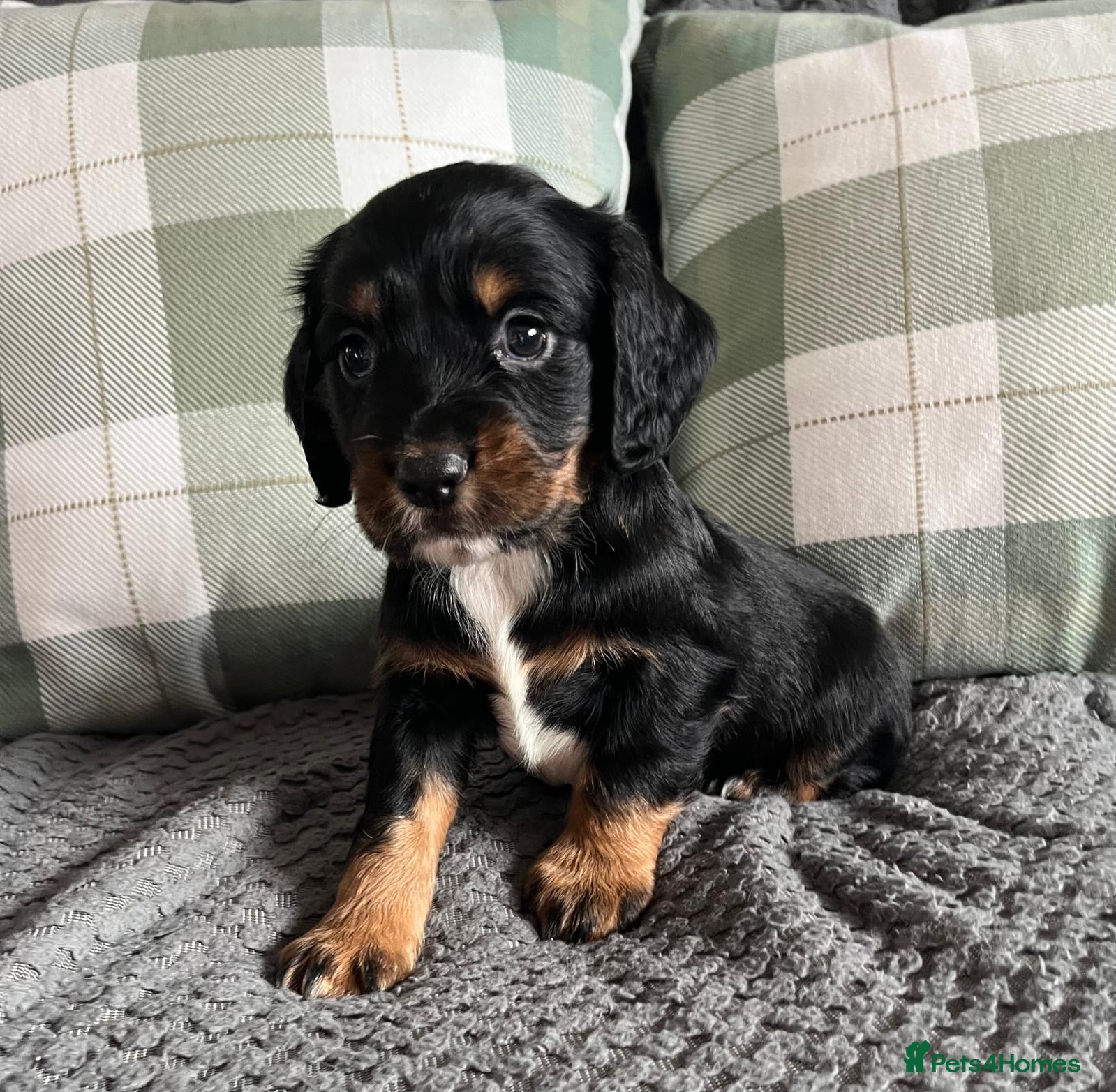 Cocker Spaniel dogs Extensively Health tested cocker spaniels Puppies  - Advert 8