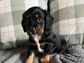 Cocker Spaniel dogs Extensively Health tested cocker spaniels Puppies - Advert 3