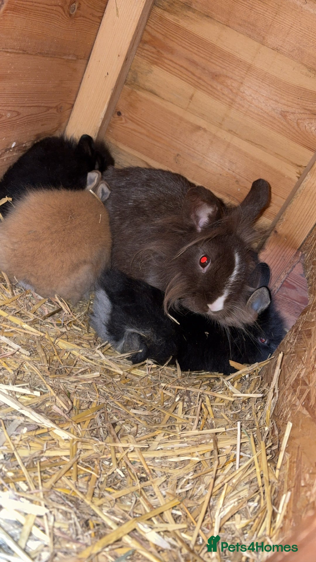 Lionhead rabbits for sale: Double maned lionhead babies  - Advert 10