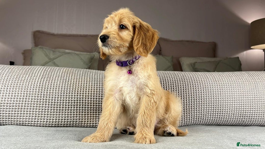 Goldendoodle dogs for sale: ABSOLUTELY GORGEOUS DOODLES  - Advert 21