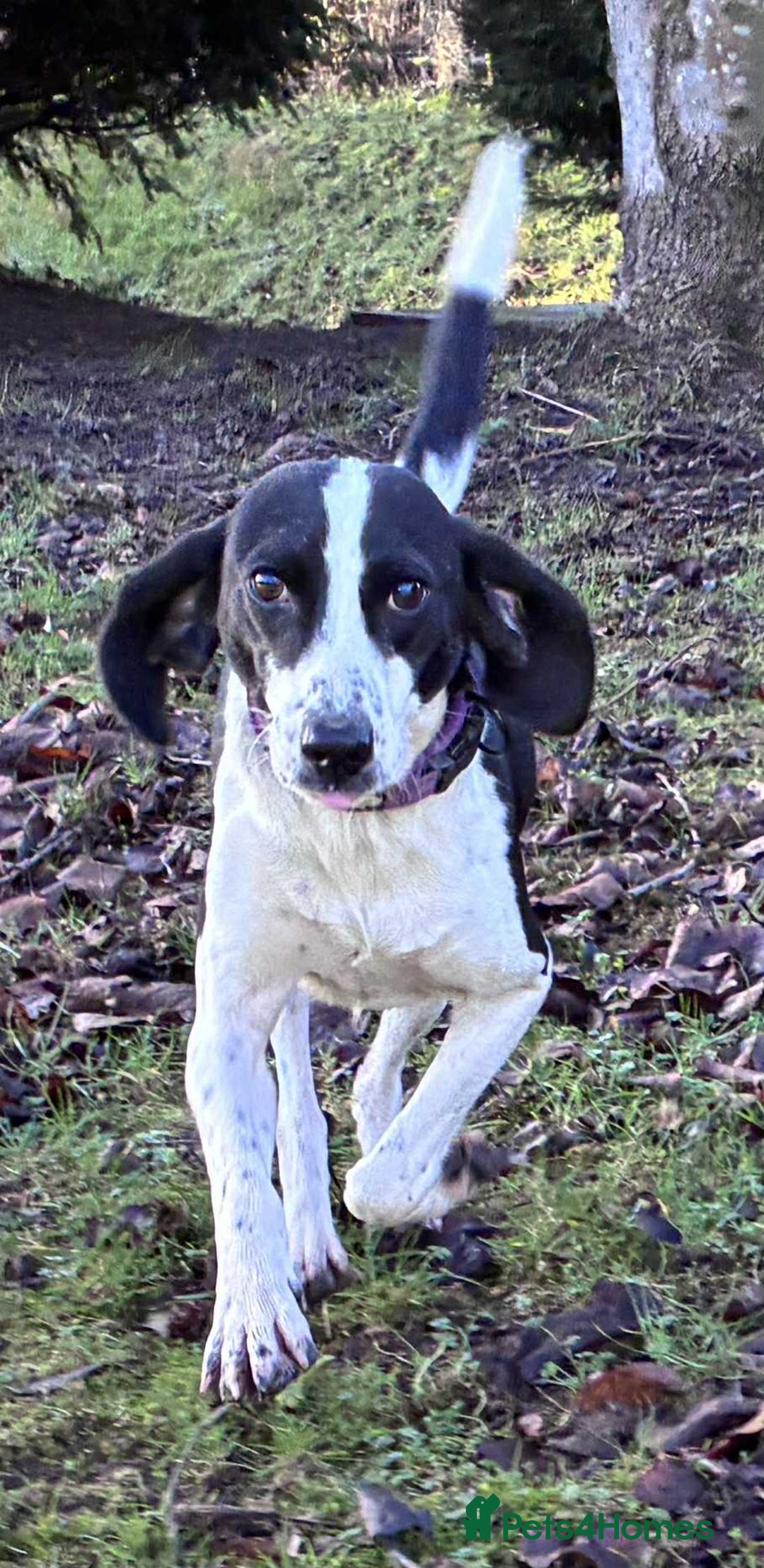 Mixed Breed dogs for adoption: 💔 PARIS is STILL WAITING FOR HOME 💔 - Advert 8