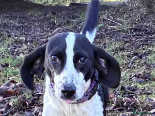 Mixed Breed dogs 💔 PARIS is STILL WAITING FOR HOME 💔 - Advert 4