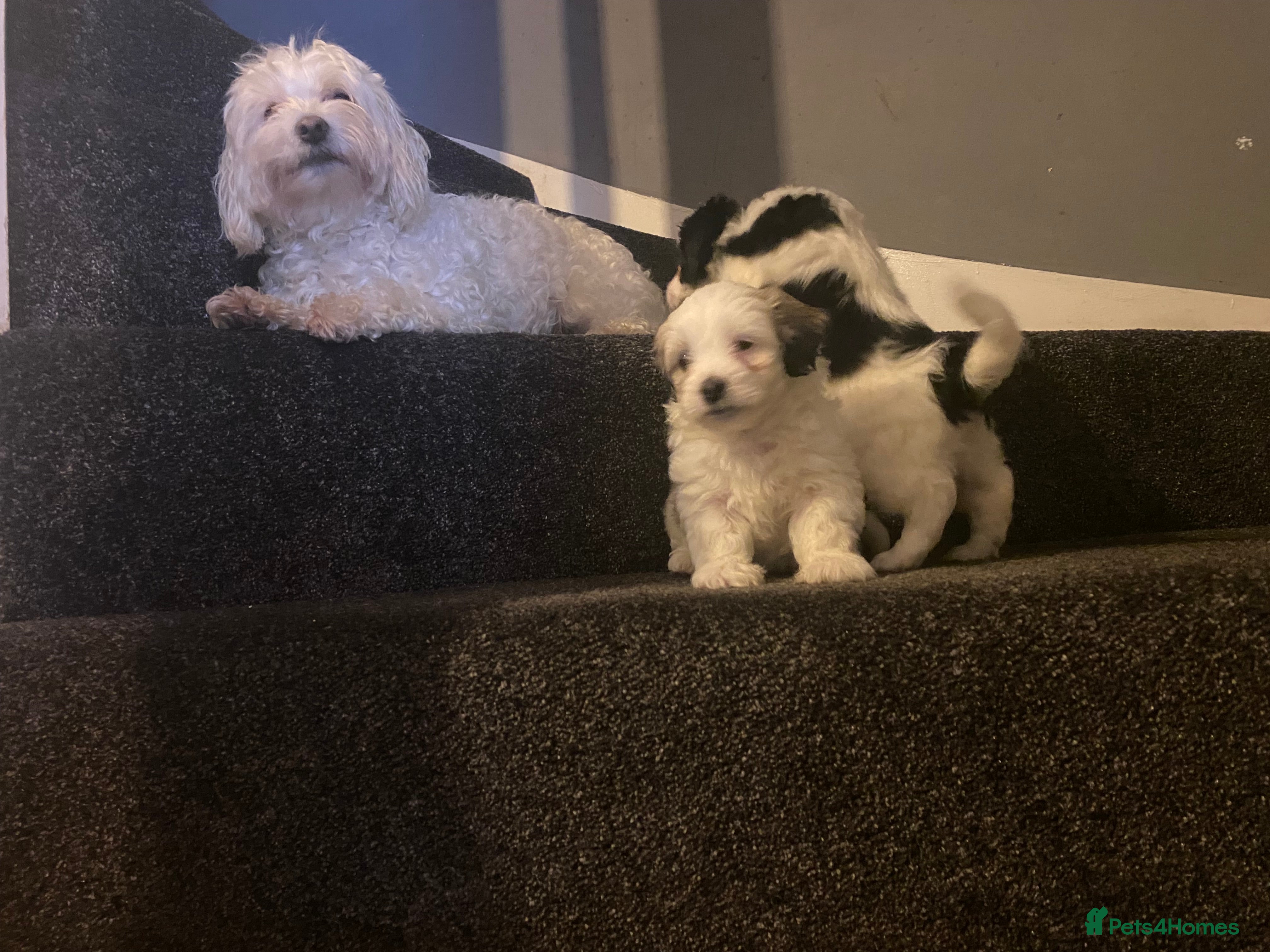 Maltipoo dogs Beautiful litter of maltipoo puppies - Advert 14