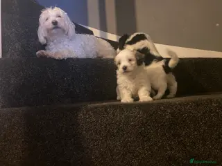 Maltipoo dogs Beautiful litter of maltipoo puppies - Advert 14