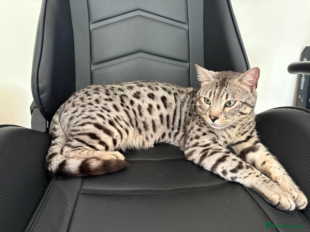 Bengal cats for sale: Neo the Bengal - Advert 4
