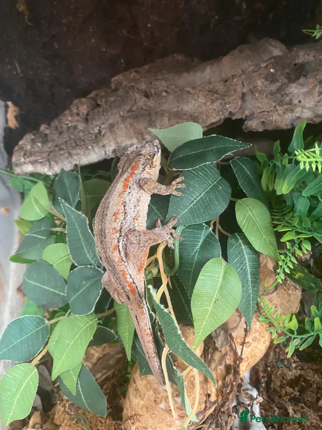 Gecko reptiles for sale: Female gargoyle gecko with enclosure  - Advert 3