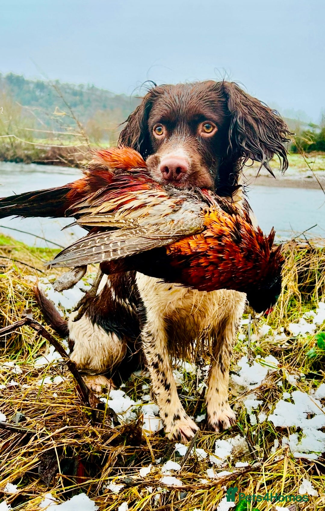 English Springer Spaniel dogs for stud: Stunning KC registered working line ESS in Lancaster - Advert 3