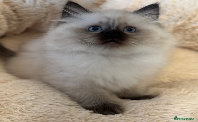 Ragdoll cats Beautiful Ragdoll Kittens - Advert 3