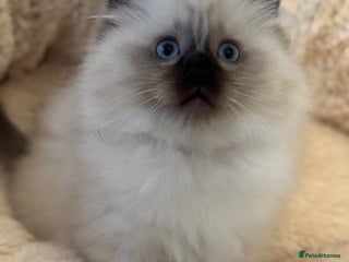 Ragdoll cats Beautiful Ragdoll Kittens - Advert 2