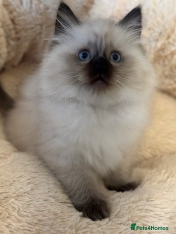 Ragdoll cats Beautiful Ragdoll Kittens - Advert 2