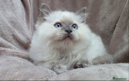 Ragdoll cats for sale: GCCF PET/ACTIVE KITTENS CHAMPION IMP BLOODLINES - Image 14