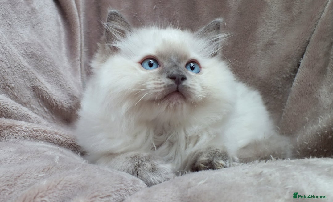 Ragdoll cats for sale: GCCF PET/ACTIVE KITTENS CHAMPION IMP BLOODLINES - Image 14