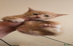 Mixed Breed cats for sale: 8 beautiful kittens ready for 1/09/2025 - Image 7