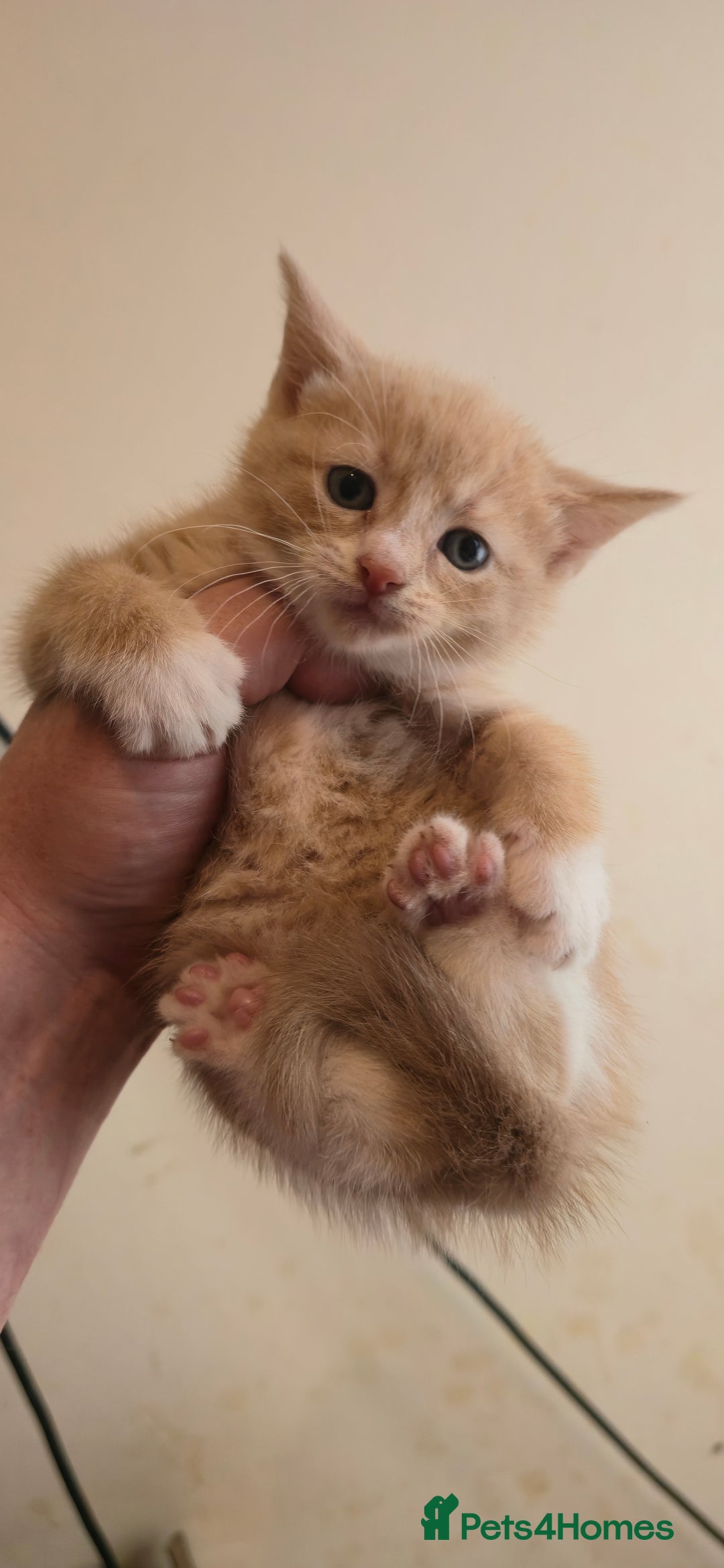 Mixed Breed cats for sale: 8 beautiful kittens ready for 1/09/2025 - Image 7