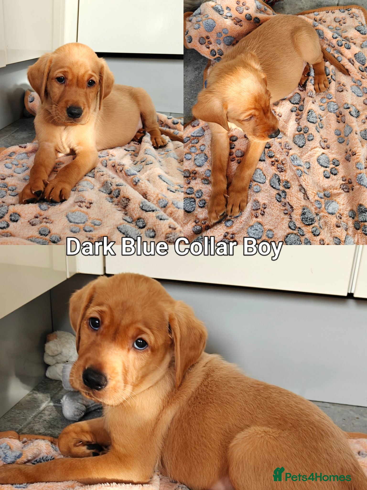 Labrador Retriever dogs Kc Reg Fox Red Labs From Health Tested Parents  - Advert 1