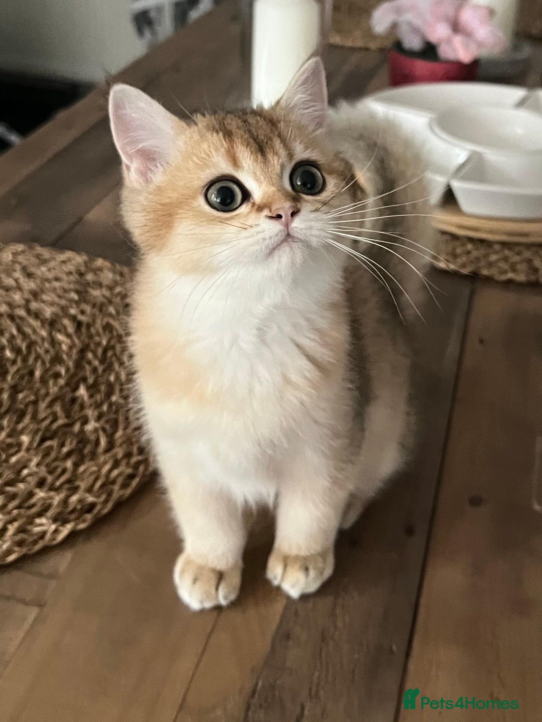 British Shorthair cats Beautiful Golden British Shorthair Kittens   - Advert 2