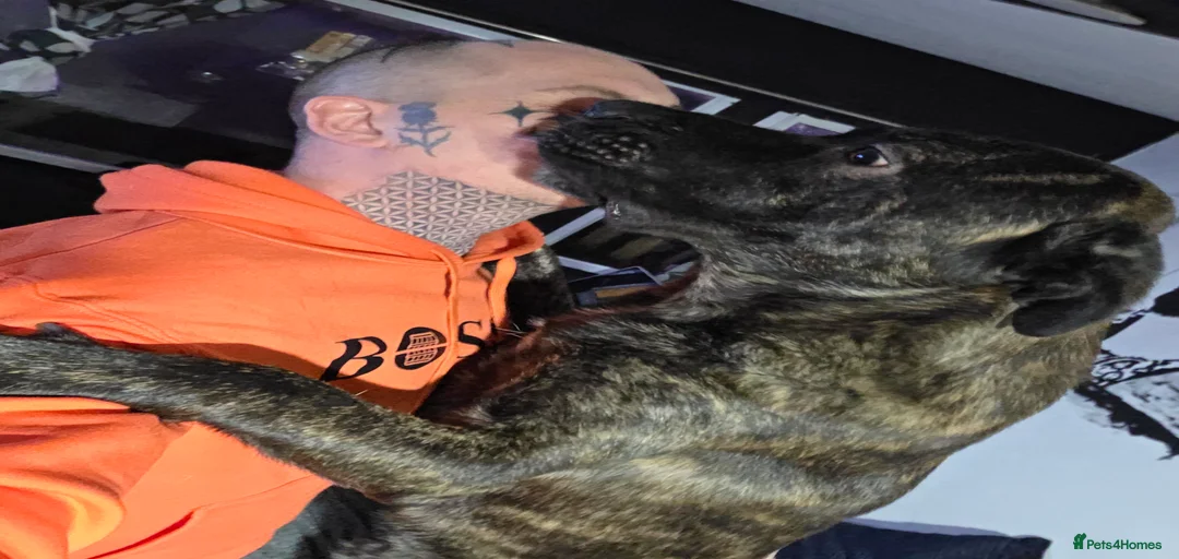 Gallery Image {{count}}