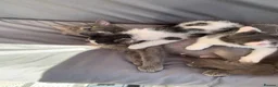 Mixed Breed cats for sale: Two prettyfemale kittens ready now - Advert 15