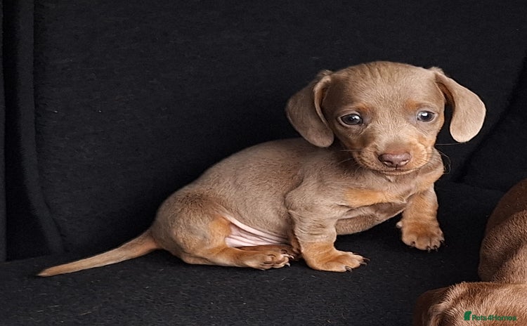 Miniature Dachshund dogs - Advert 5