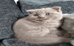 Scottish Fold cats for sale: Beautiful Scottish kittens now ready to reserve - Image 5