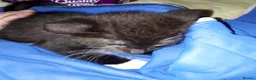 Mixed Breed cats for sale: Maine coon x Felix kittens  - Advert 7