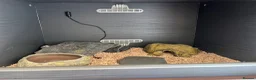 Corn Snake reptiles for sale: Hypo blood red corn snake female in Plymouth - Advert 12
