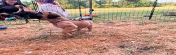 Presa Canario dogs for sale: Presa Canario Puppies Availale  - Advert 5