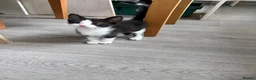 Mixed Breed cats for sale: Kittens Looking for a Loving Home  - Advert 8