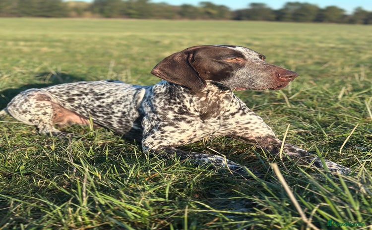 German Shorthaired Pointer dogs - Advert 1