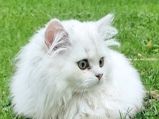 British Shorthair cats for sale: ❤ Pedigree British Short/Long Hair Kittens ❤ - Advert 1