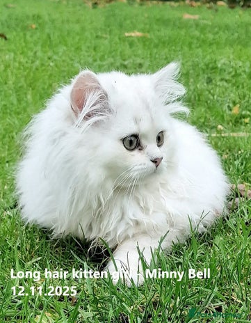 British Shorthair cats ❤ Pedigree British Short/Long Hair Kittens ❤ - Advert 11