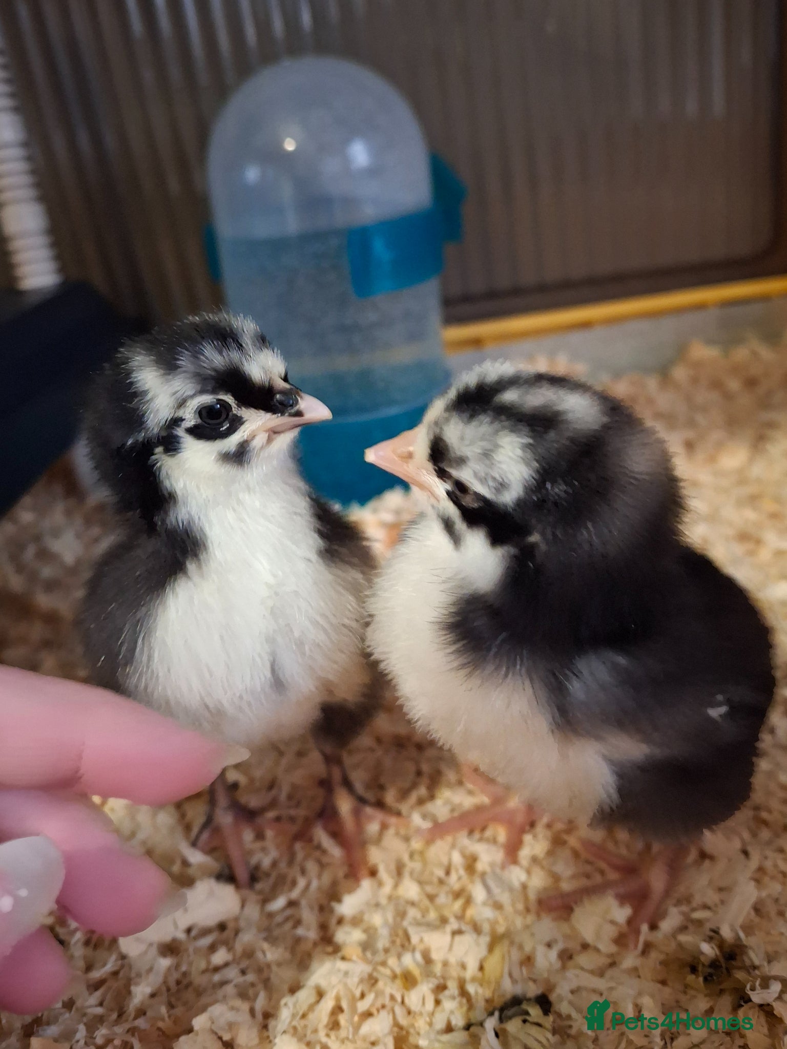 Chickens poultry 2 chicks - Advert 1