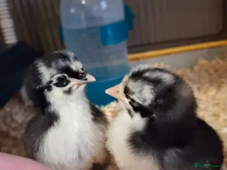 Chickens poultry 2 chicks - Advert 1