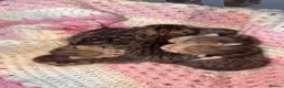 Bengal cats for sale: Bengal x tabby kittens  - Advert 4