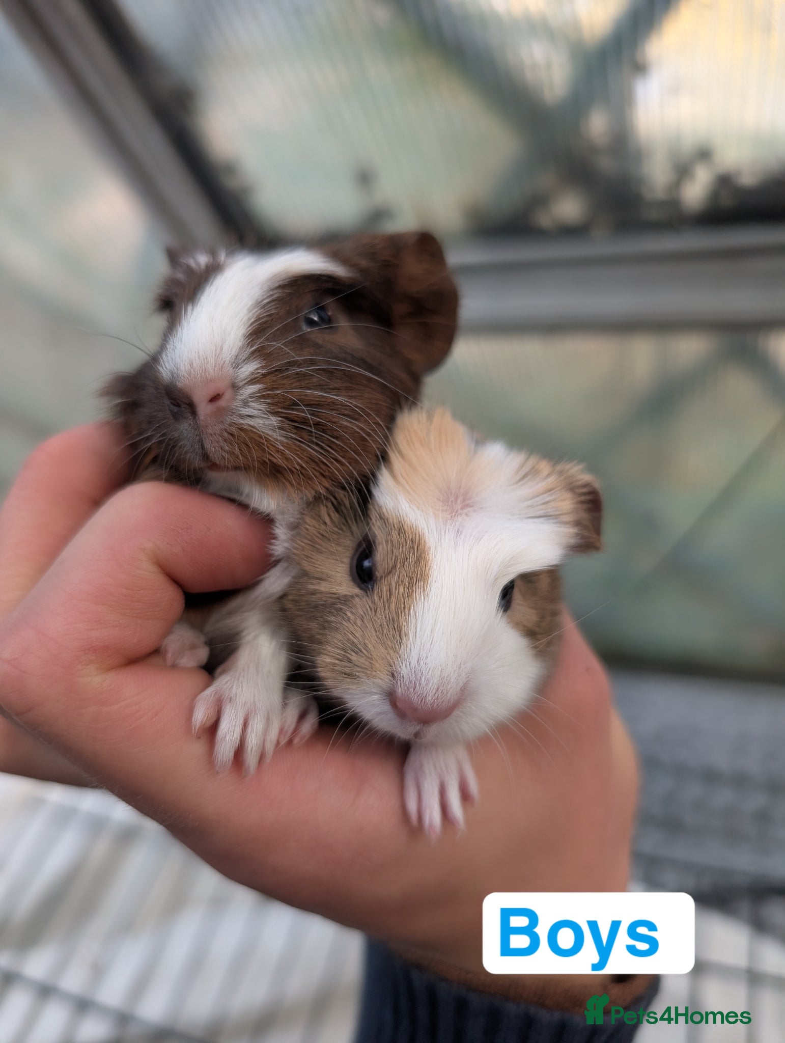 Guinea Pig rodents Baby boy and girl guinea pigs pairs available  - Advert 13