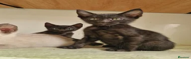Mixed Breed 2
