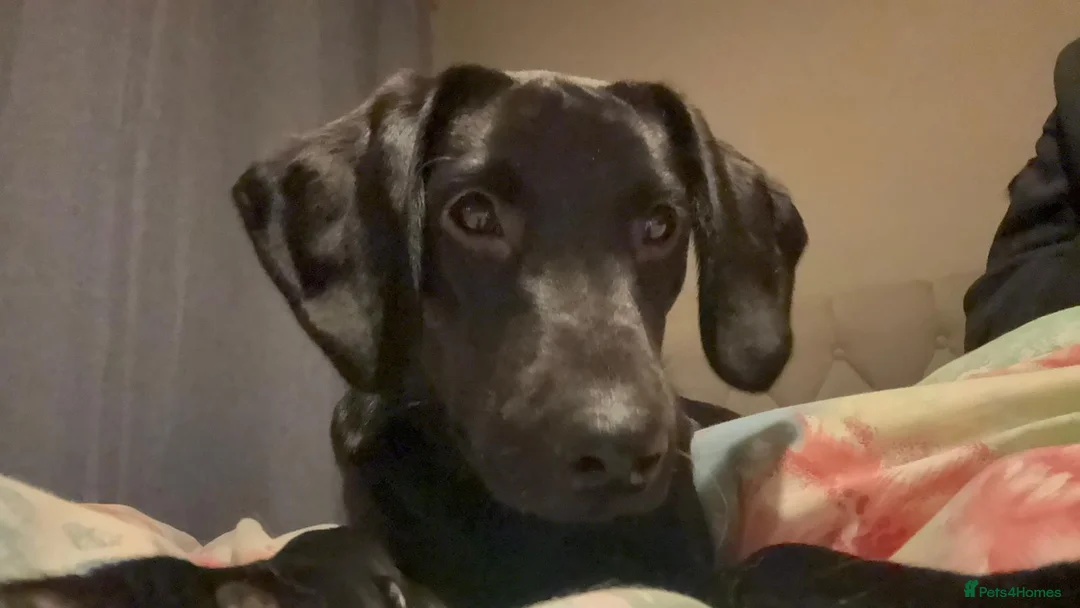 Labrador Retriever dogs for sale: Sweet labradore girl  - Advert 2